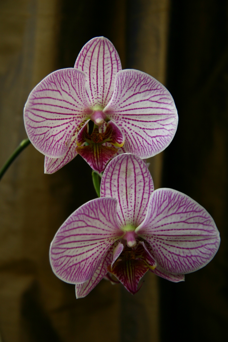 Common Orchid Types